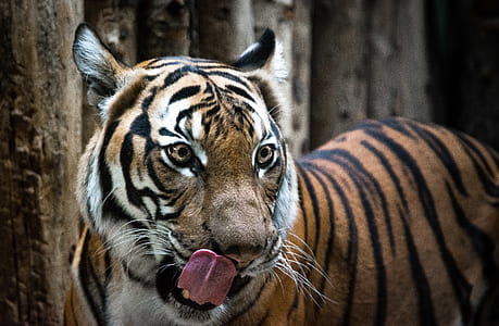 selective focus photography of bengal tiger thumbnail