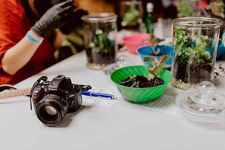 Building Rainforest Terrarium in a Jar thumbnail