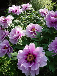 purple flowers thumbnail
