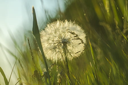 white dandelion surrounded by grass thumbnail