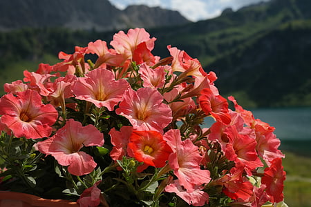 close-up photography of red petaled flowers thumbnail
