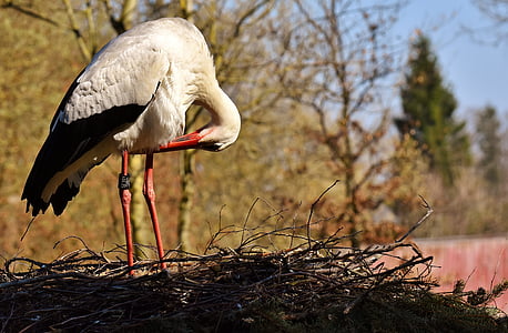 white and red crane on nest thumbnail