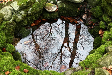 green trees thumbnail