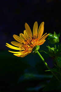 Golden Aster flower bathed in partial sunlight while in shade. thumbnail