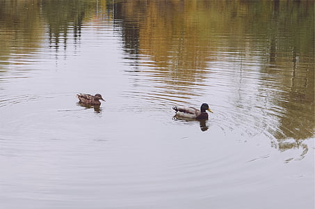 two mallard ducks on body of water thumbnail