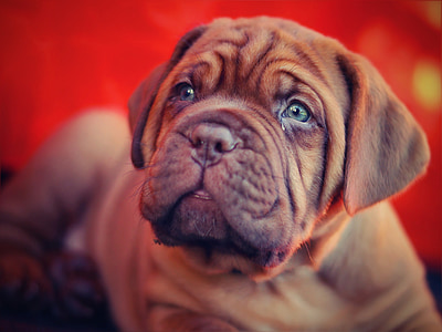 brown pug thumbnail