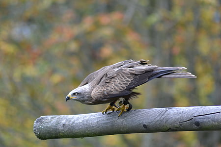 gray eagle on brown tree stem thumbnail