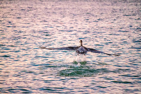 black bird flying over body of water at daytime thumbnail