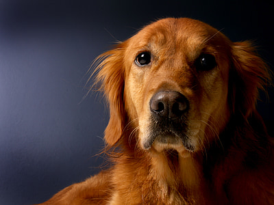 closeup photo of short-coated brown dog thumbnail