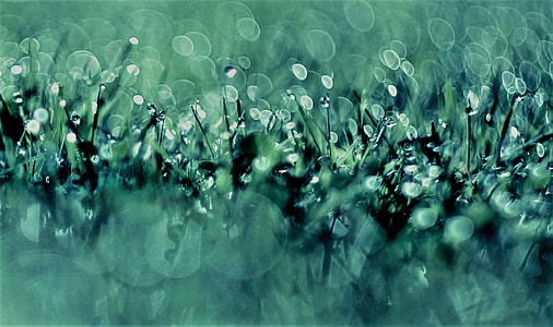 close-up photography of water drops on green grass thumbnail