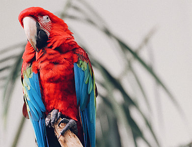 focus photo of red and blue macaw thumbnail