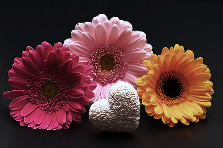 three assorted-color sunflowers thumbnail