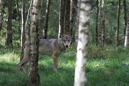 adult gray wolf standing between trees thumbnail