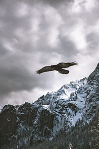 brown eagle flying near mountain covered by snow during dark sky thumbnail
