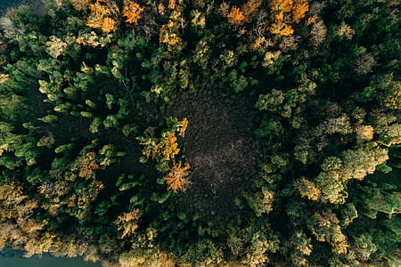 aerial photography on green leaf trees thumbnail