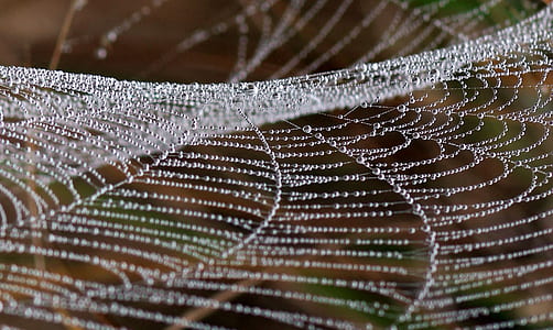 spider web with water dew thumbnail