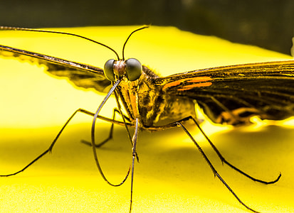 Butterfly, Insect thumbnail