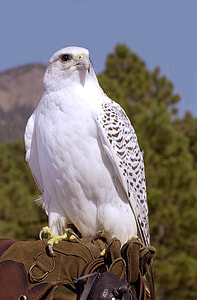 white falcon on falconaire gloves thumbnail