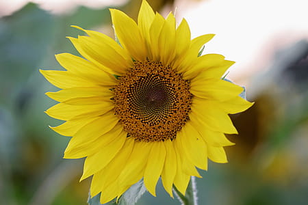 Selective Focus Photography of Yellow Sunflower thumbnail