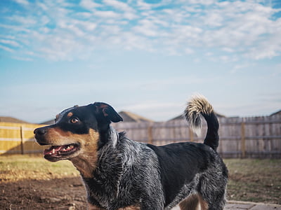 medium short-coated black and gray dog on grass field thumbnail