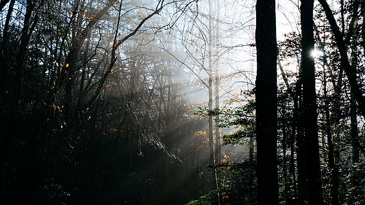 silhouette photography of trees with crepuscular ray thumbnail