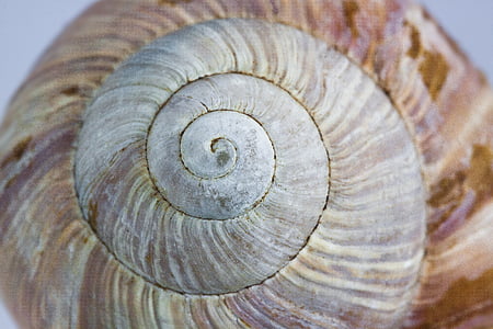 shallow focus photo of seashell thumbnail