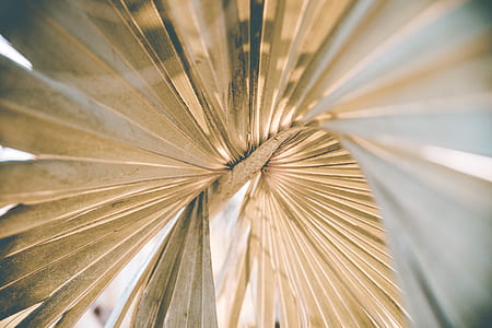 wallpaper, nature, leaf, palm frond thumbnail