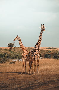 two giraffes standing near tall brown grasses thumbnail