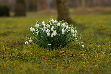 focused photo of green and white flowers thumbnail
