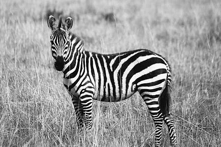 Zebra on Grassland Grayscale Photography thumbnail