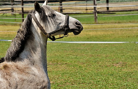 horse in the middle of green field thumbnail