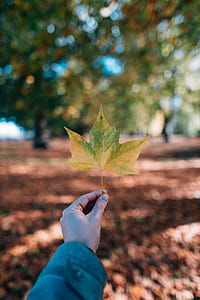 person holding maple leaf thumbnail