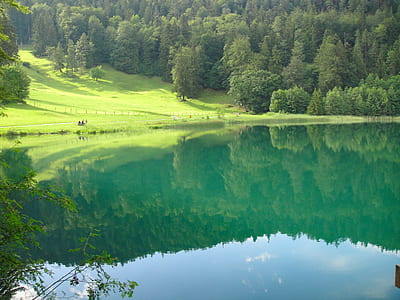 pine trees planted on land near lake thumbnail