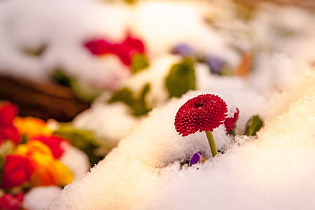 selective focus of red petaled flower thumbnail