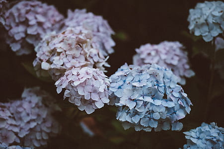 pink and blue petaled flower thumbnail