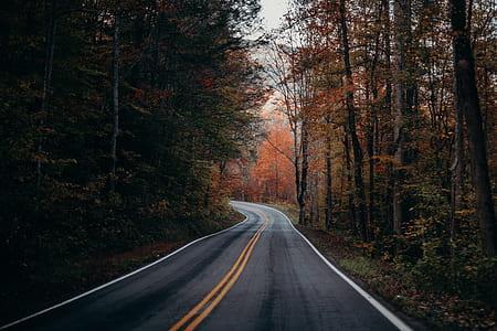 photo of concrete road in the middle of woods during daytime thumbnail
