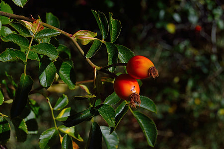 selective focus photography of orange fruit thumbnail