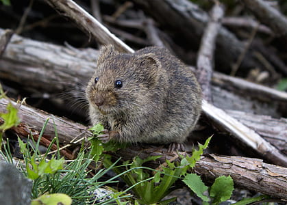 brown rat on brown brance thumbnail