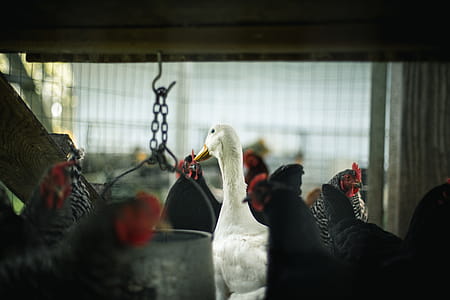 Selective Focus Photography of Flock of Roosters and White Domesticated Goose Inside the Cage thumbnail