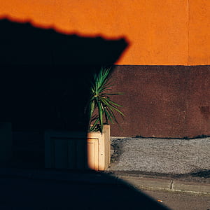photo of green leafed plant with pot beside wall thumbnail