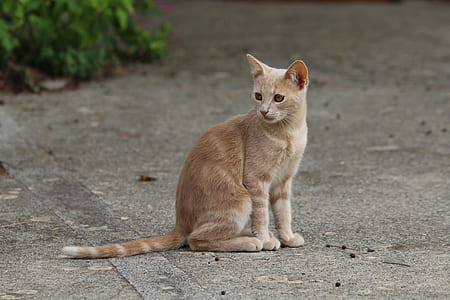 orange tabby cat sitting on floor thumbnail