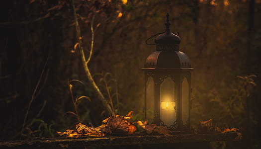 lantern beside tree thumbnail