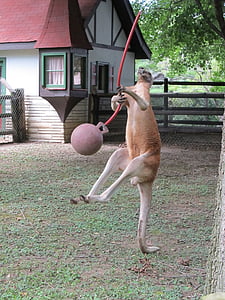 kangaroo playing ball near house thumbnail