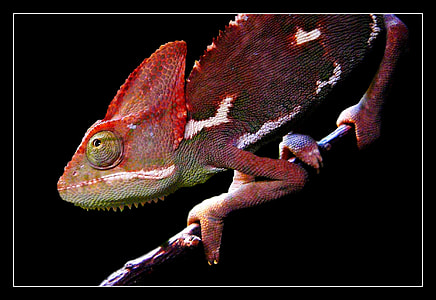 red chameleon thumbnail