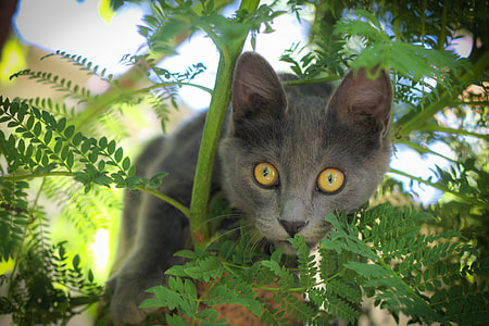 short-haired gray cat near plants thumbnail