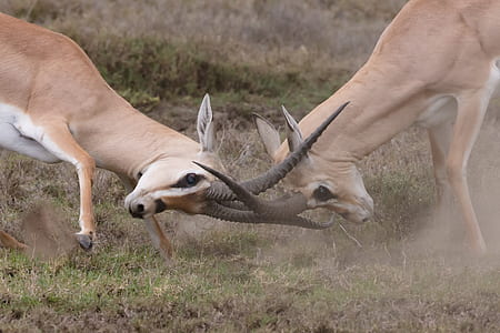 two fighting bucks thumbnail