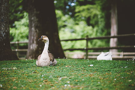 White and brown goose sitting on the grass thumbnail