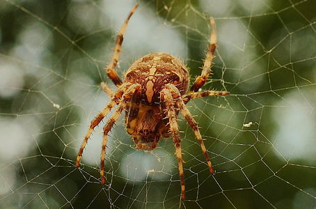 close up photo of brown barn spider thumbnail