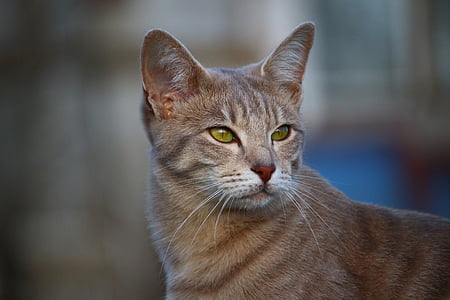 silver tabby cat thumbnail