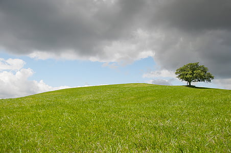 green tree on green grass at daytime thumbnail